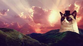Grumpy Cat Pictures HD Wallpaper