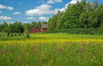 Wallpaper Trees Flowers Home Meadow New Hampshire