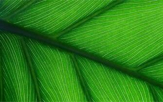 Close Up Wallpaper Plant