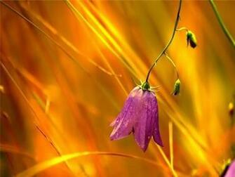 Wallpaper HD Desktop Online Flower