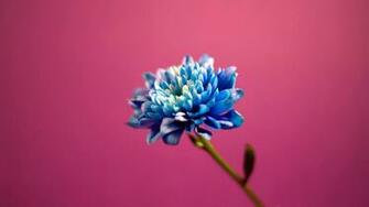 Blue In Pink Background Wallpaper HD
