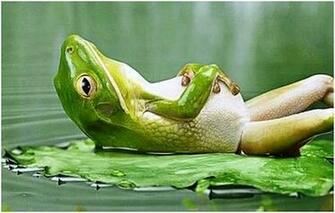 Hungry Frog Funny Animal Pictures Wallpaper For Pc