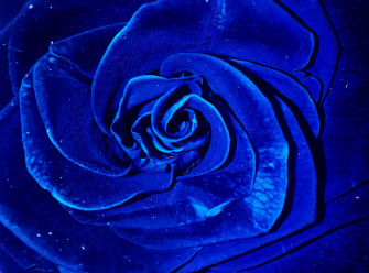 Blue Rose Wallpaper