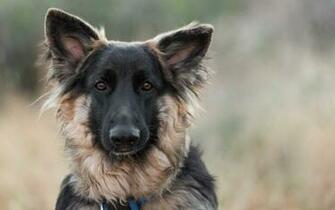Top German Shepherd Dog Wallpaper For Desktop Mobile