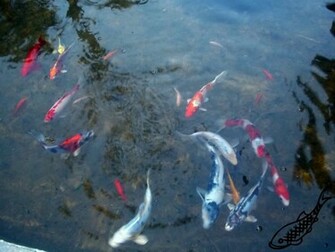 Koi Fish Wallpaper By Thraxbaby