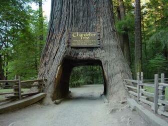 Redwood National Park California Wallpaper Unlimited