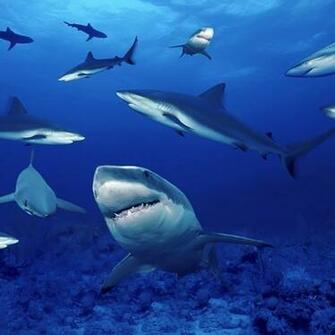 Hungry Shark Live Wallpaper Screenshot