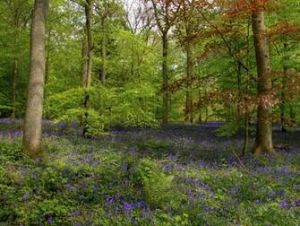 Spring Scene Wallpaper