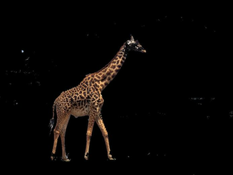 Giraffe Wallpaper Png Photo By Mets09 Photobucket
