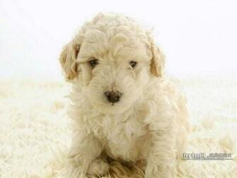 Lovable Toy Poodle Puppy Curly Coat Miniature Wallpaper