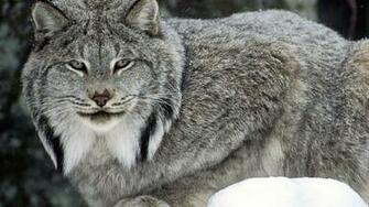 Animals Subcategory Wildlife HD Wallpaper Tags Nature