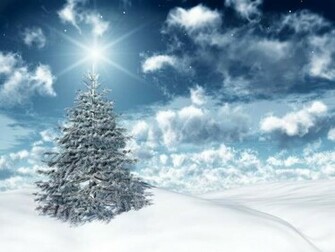 Christmas Tree Nature Wallpaper