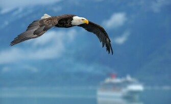 Collection Of Bald Eagle Desktop Wallpaper For Computer Background