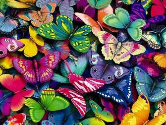 Yorkshire Image Butterflies Wallpaper Photos