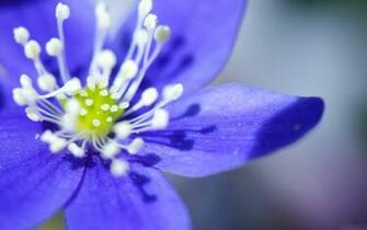Info Desktop Wallpaper Flowers Pictures Big Purple Flower Closeup