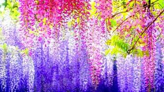 Pretty Flowers Background
