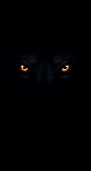 Wolf Animal Black Background iPhone Wallpaper Car Pictures