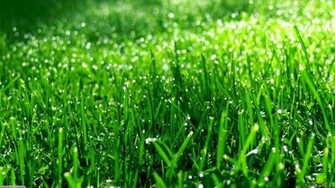Green Grass Wallpaper Open Walls