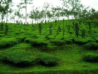 Nature Beauty Of Kerala Funny Amazing Image