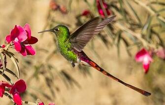 Wallpaper Hummingbird Bird Beak Wings Tail Flower