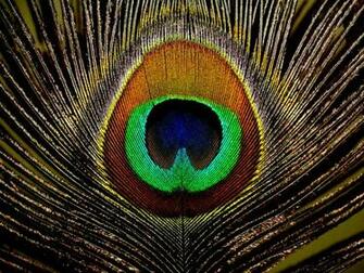 Wallpaper Of Peacock Feathers HD