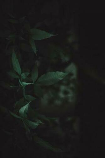 Nature 4k Wallpaper
