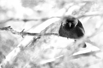 Winter Crow Branch Gothic Dark Death Wallpaper