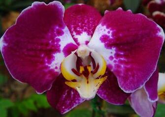 Orchid Flower Wallpaper Desktop Background Computer