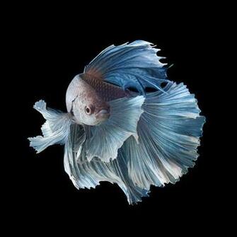 iPhone 6s Announced With Betta Background Live Tropical Fish