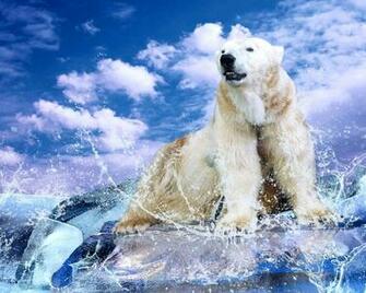 Wallpaper White Polar Bear Photo Desktop