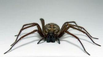 HD Cute Spider Wallpaper