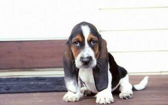 Hound Wallpaper Basset