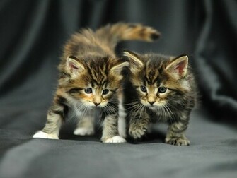 Best Wallpaper Zone Maine Coon Kittens Pictures And