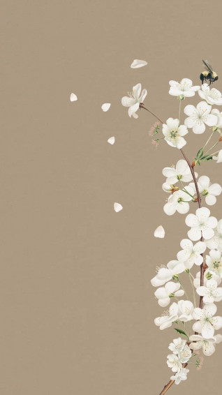 Minimalist Flower Aesthetic Wallpaper