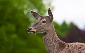 Cute Animal Wallpaper Collection For