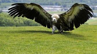 Vulture Wallpaper