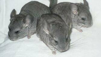 Wallpaper Chinchilla Cute Hair Full