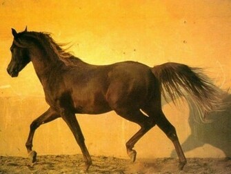 Beautiful Horse Screensaver Screensavers