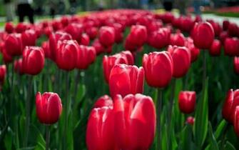 Lente Wallpaper Met Rode Tulpen