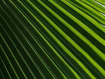 Palm Fronds