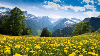 Yellow Pasture Spring 4k Wallpaper