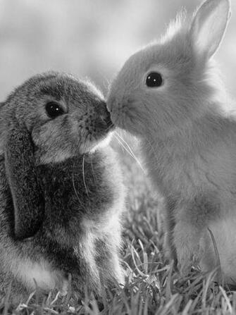Two Cute Rabbits Screensaver For Amazon Kindle