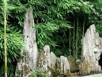 Japanese Bamboo Forest Wallpaper And Image Pictures