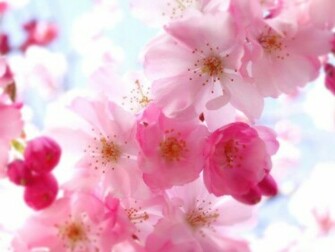 Flowers Pretty Pictures HD Wallpaper Background Flower