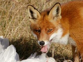The Best Top Desktop Fox Wallpaper HD Red Eating