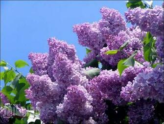 Mobile Wallpaper Plants Flowers Trees Lilac