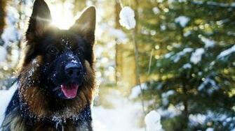 German Shepherd