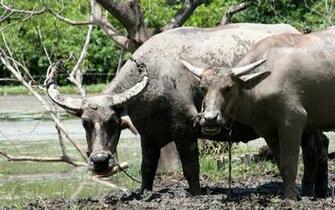 Water Buffalo Wallpaper