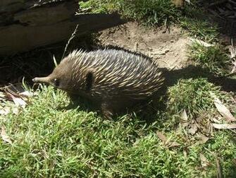 Spiny Anteater Wallpaper First HD