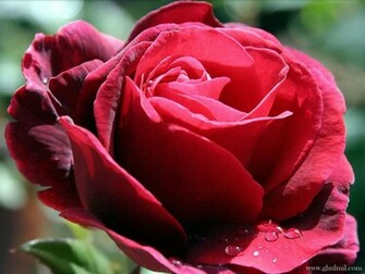 Red Rose Love Wallpaper E Entertainment